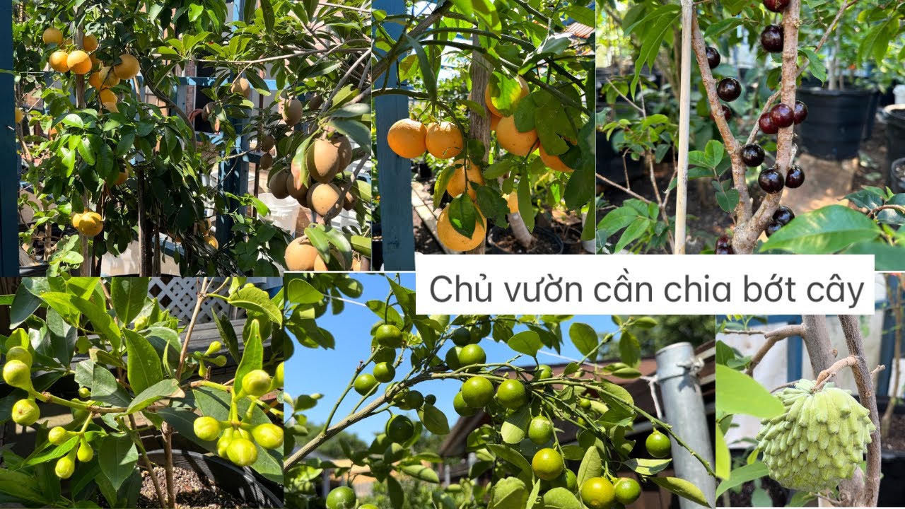 Chủ vườn cần chia bớt cây  dt:682-270-3260 chị Ngọc ❤️🥰🍎# 512