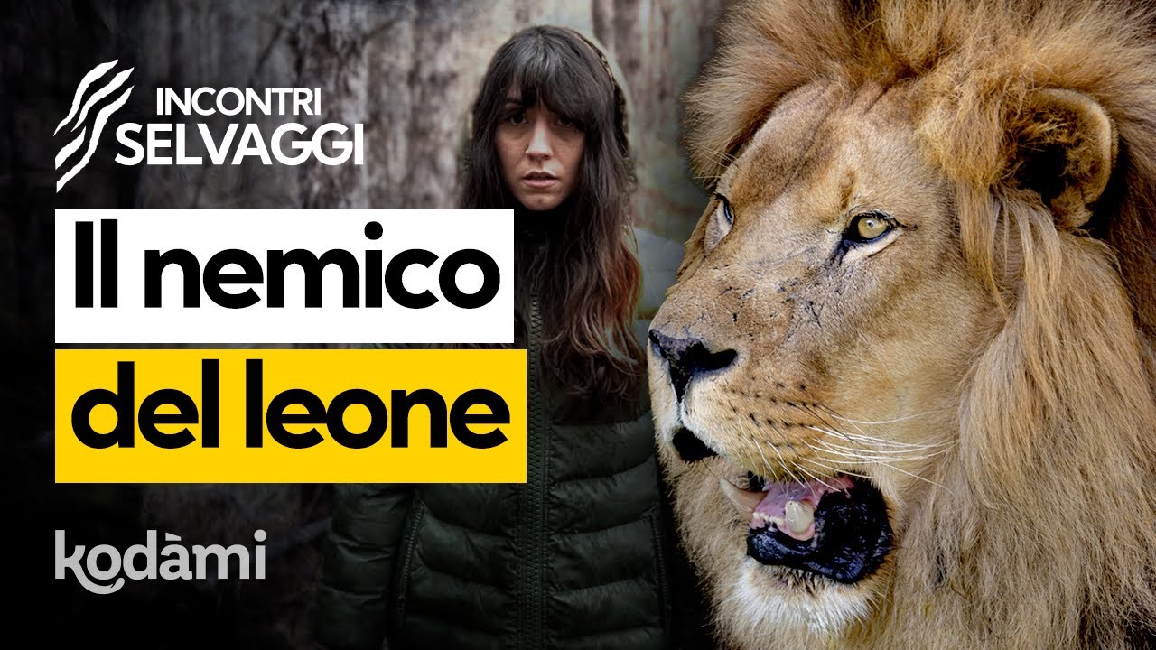 Il leone si estinguerà? Ecco chi è il suo vero nemico