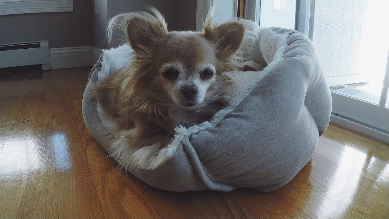 A Day In The Life | Long-haired Chihuahua