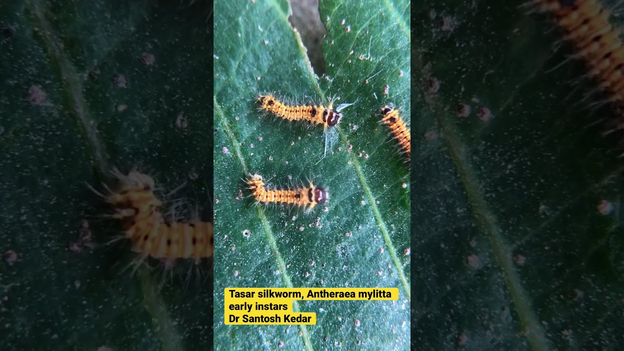 Tasar silkworm, Antheraea mylitta early instars