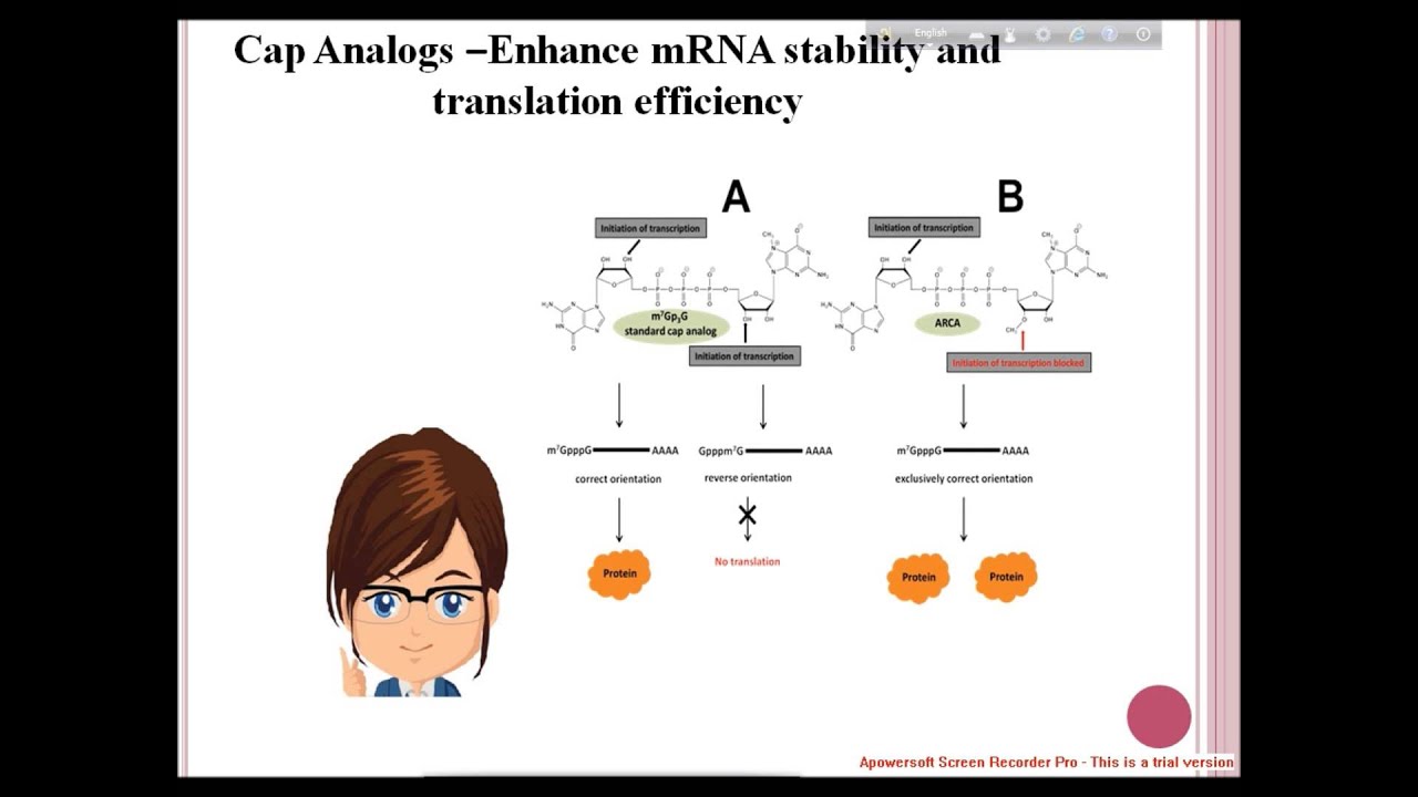 mRNA Capping