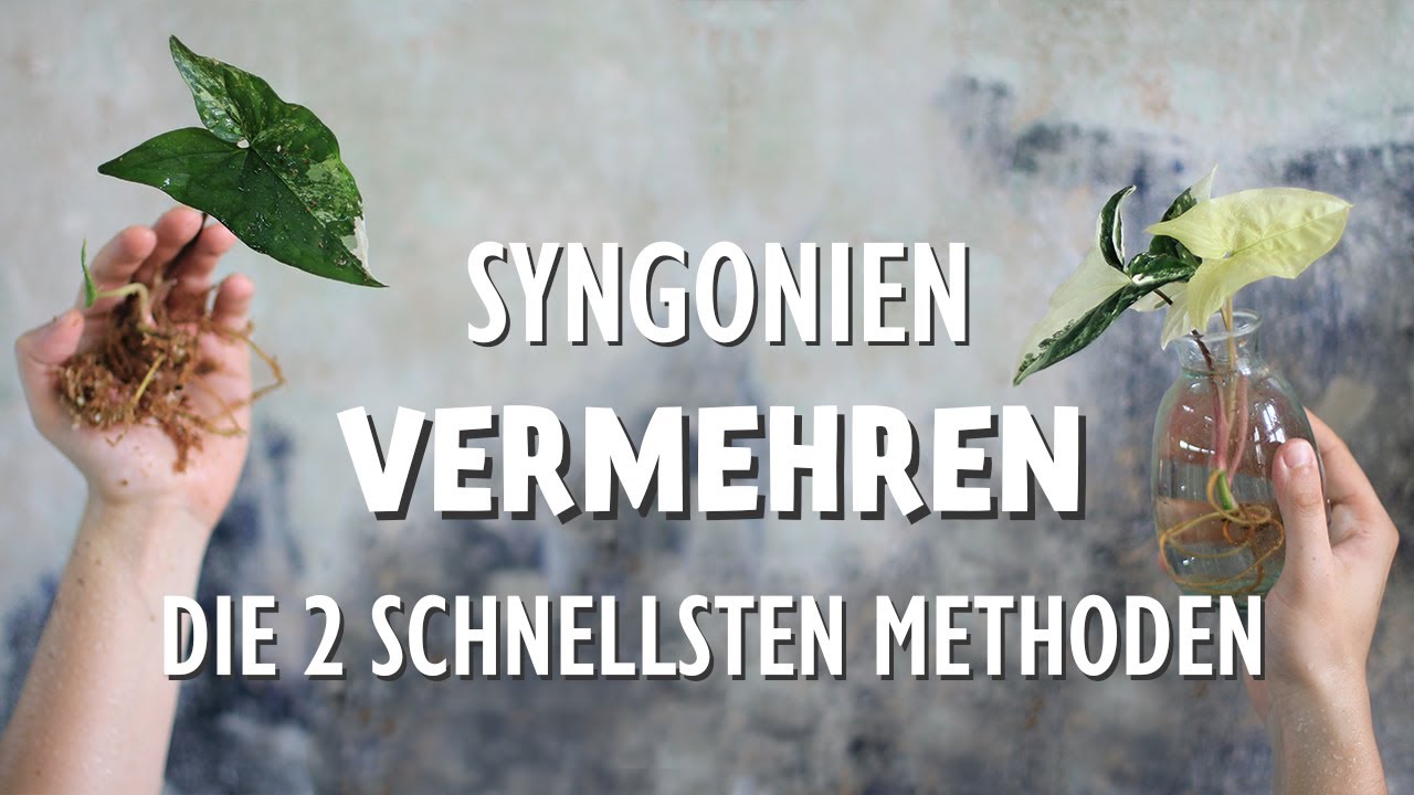 Die 2 schnellsten Methoden dein Syngonium podophyllum zu vermehren im Vergleich