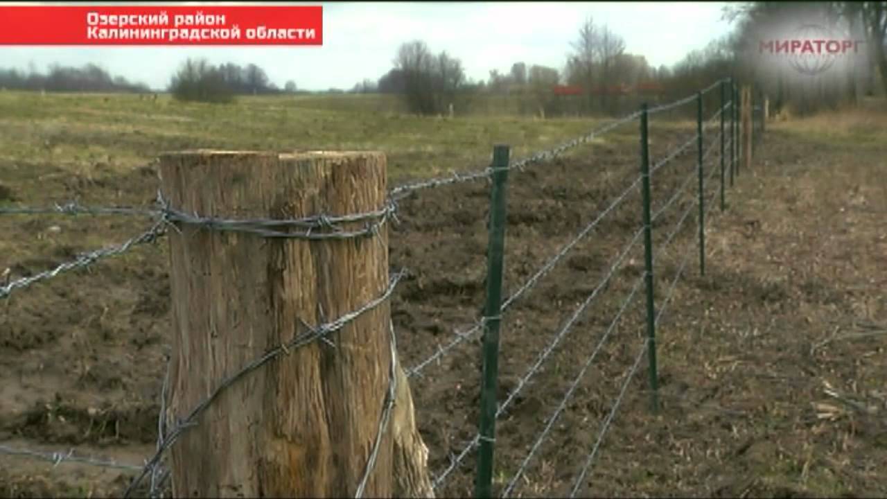 Мираторг