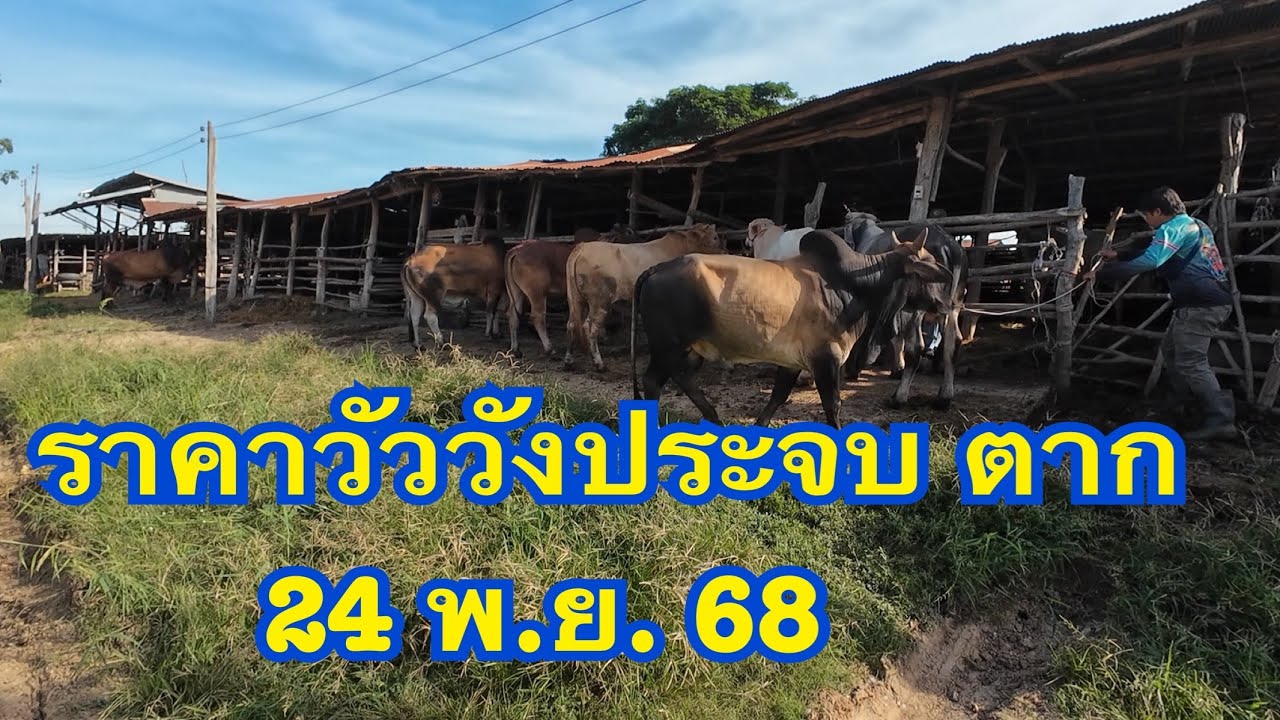 ราคาวัวตลาดนัดโคกระบือวังประจบ ตาก ( 24 พฤศจิกายน 2568 )