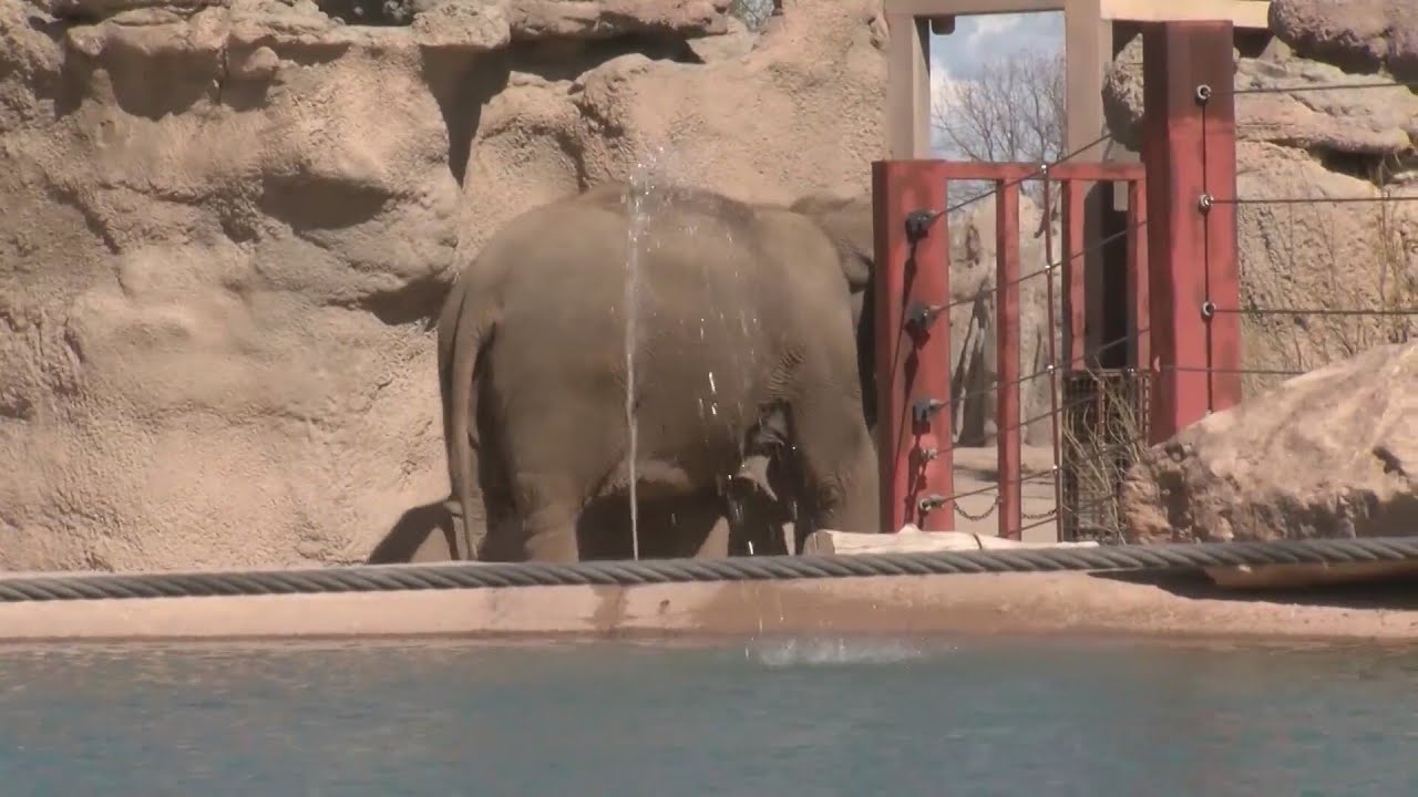 ABQ BioPark announces Asian elephant gave birth to stillborn calf  