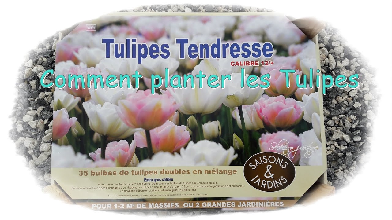 Comment planter les tulipes ? - Monjardindansleslandes