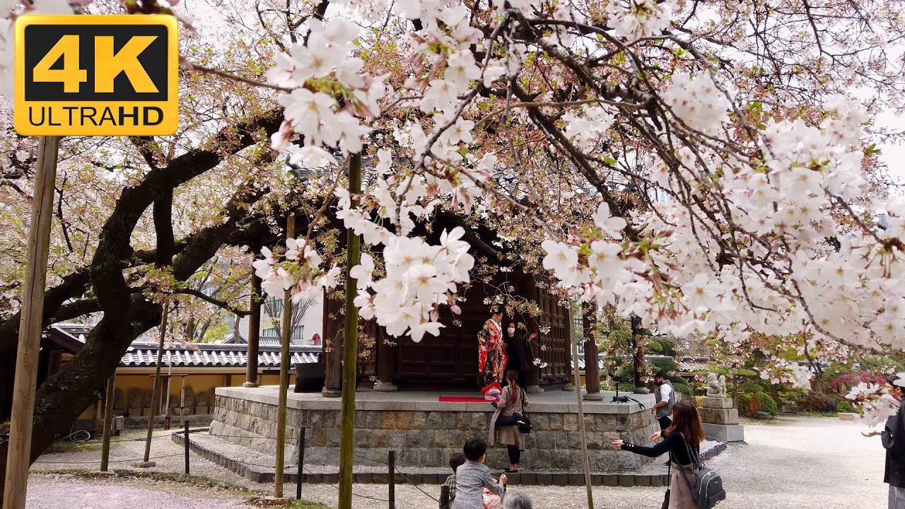 [4K] Fukuoka Japan - Old Town Hakata / Japanese Temples and Shrines Tour / Cherry Blossom Season