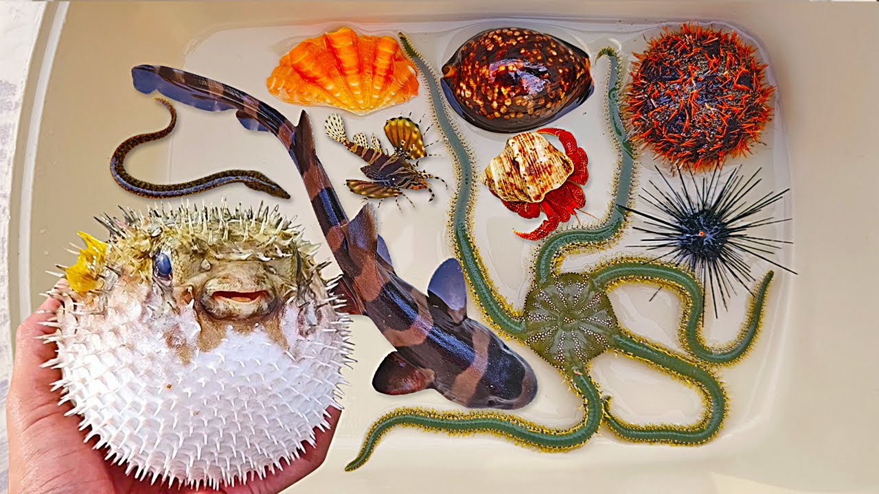 Tangkap ikan buntal dan kelomang, siput, keong, belut, kepiting, ikan laut, ikan hiu, starfish, fish