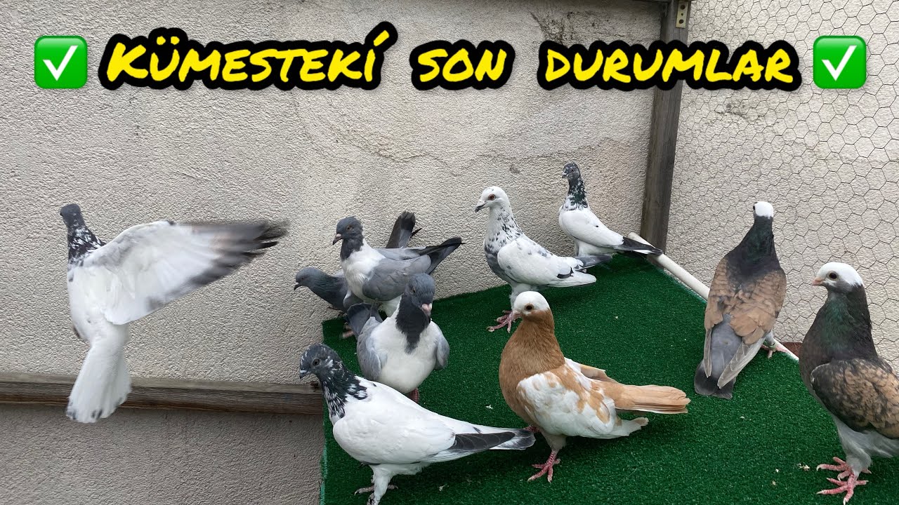 ✅ Güvercin Kümesimizdeki Son Durumlar Yavrularımız Çoğaldır ✅#güvercin #pigeon #güvercinkümesi 
