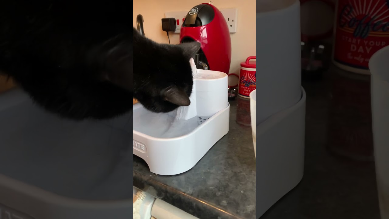 Cat mate water fountain Shelby&rsquo;s first look
