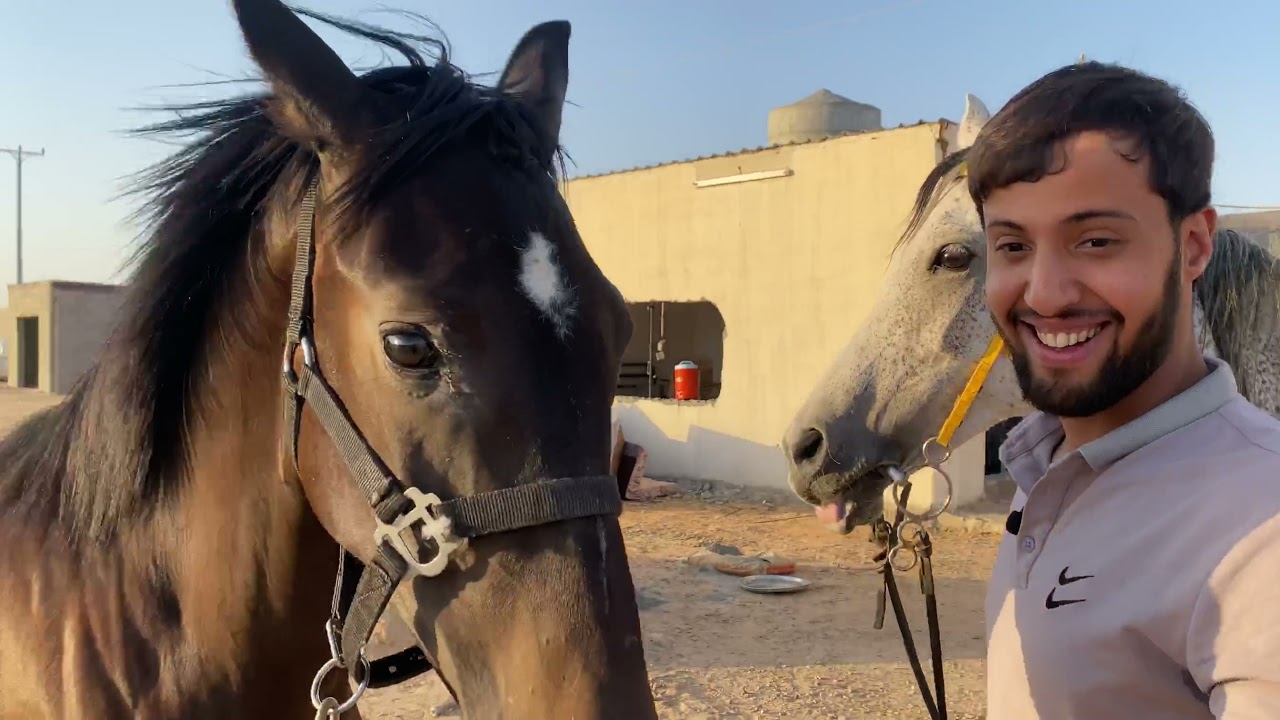 سويت مقلب قوي للمهرات في المربط الجديد ( وفكره جديده راح تفيد اي مالك حصان فيه طبع سيء