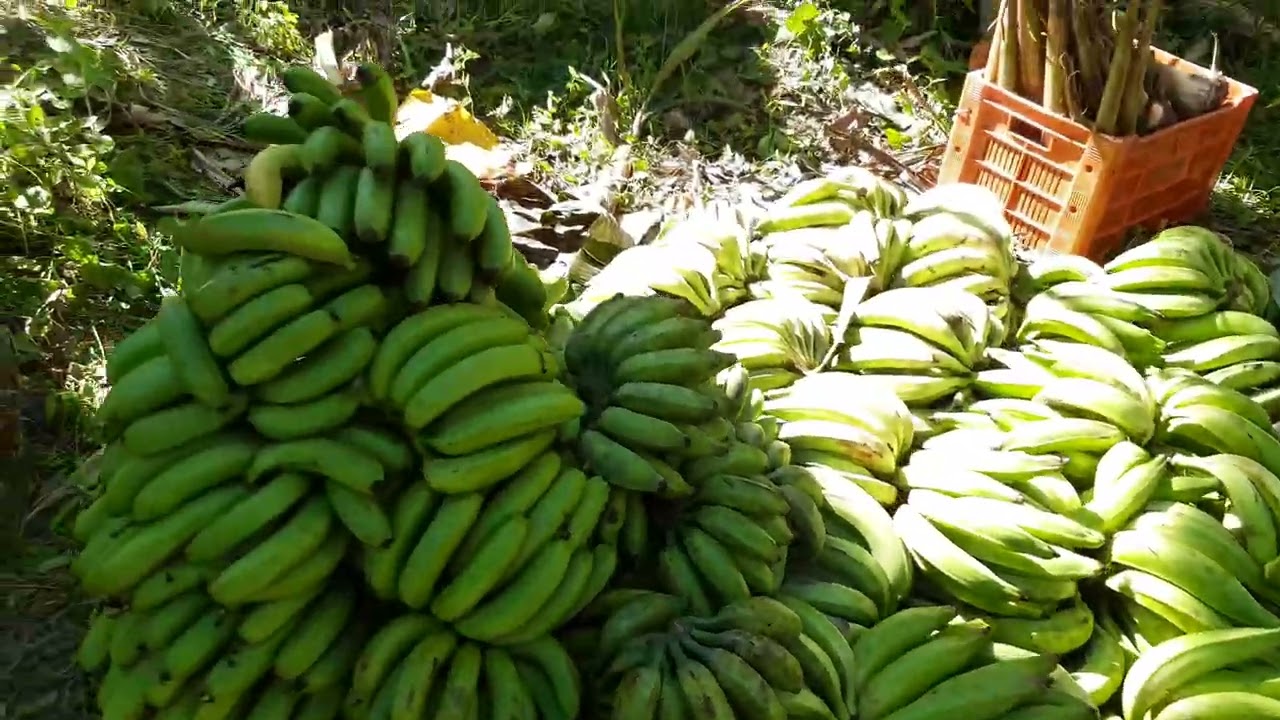 Mudas de banana da terra e um pouquinho da nossa produção.