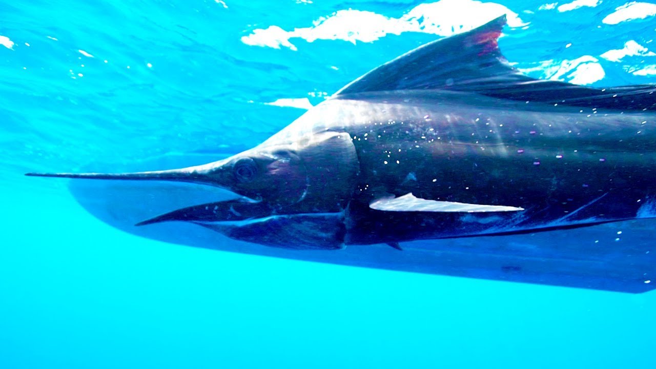 The Sailfish: The Catch of a Lifetime | The Big Catch | The Travel Edit