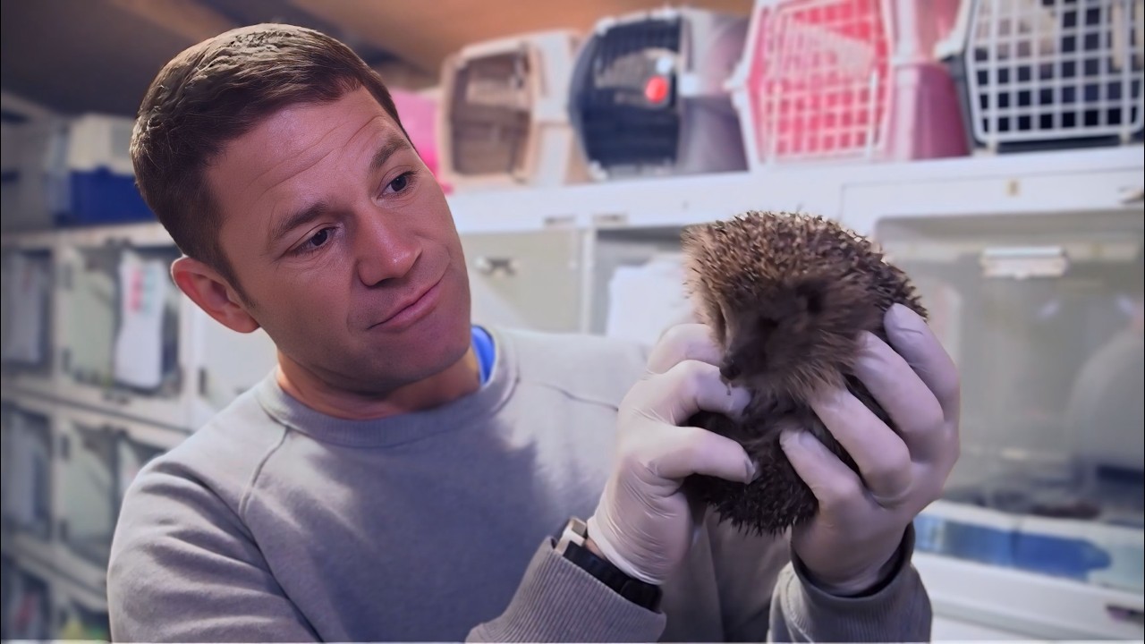 Inside the Hedgehog Rescue Center