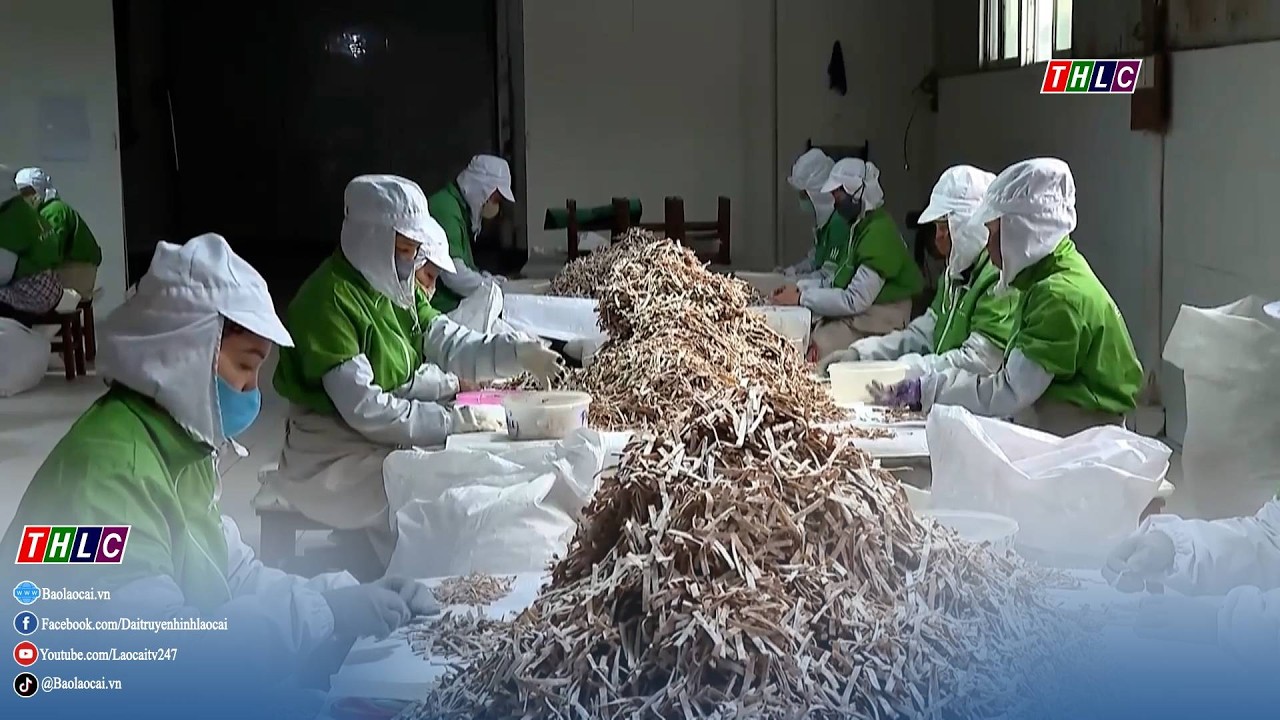 Thời sự Lào Cai 9h30 (23/2/2026) | THLC