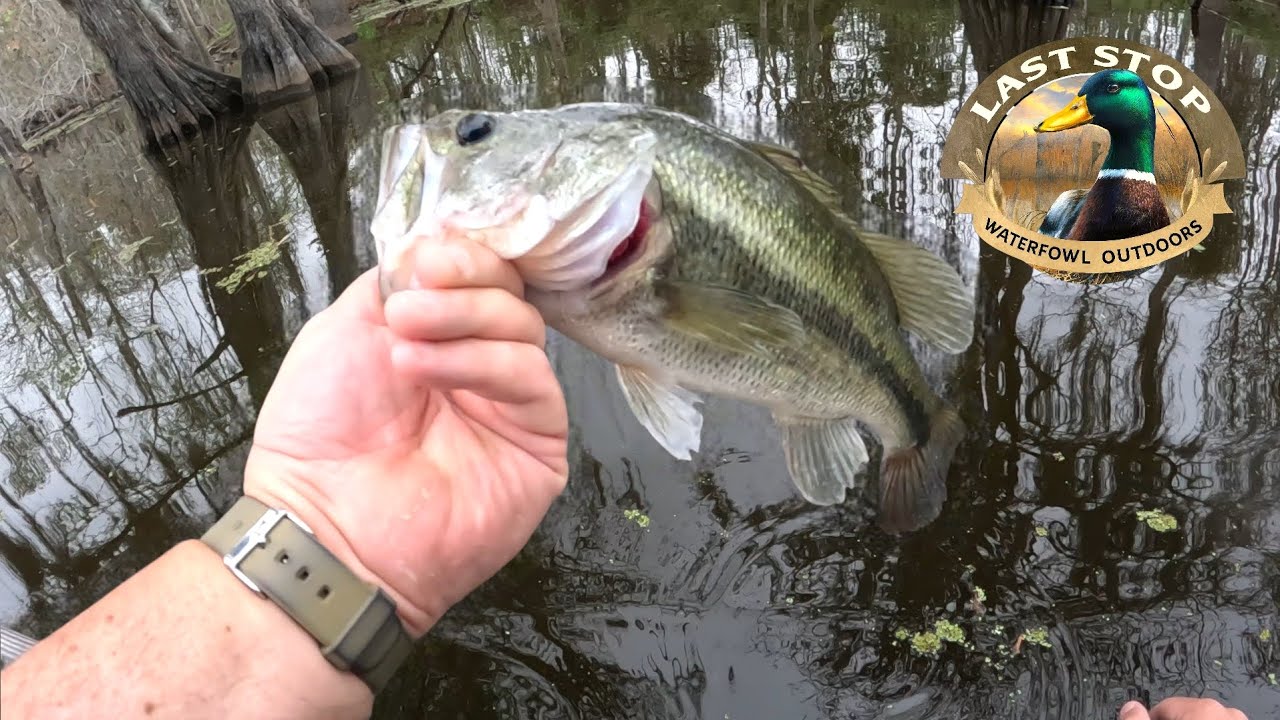 Перед нерестом окуни активно клевали перед бурей! | Блайнд-Ривер, Луизиана