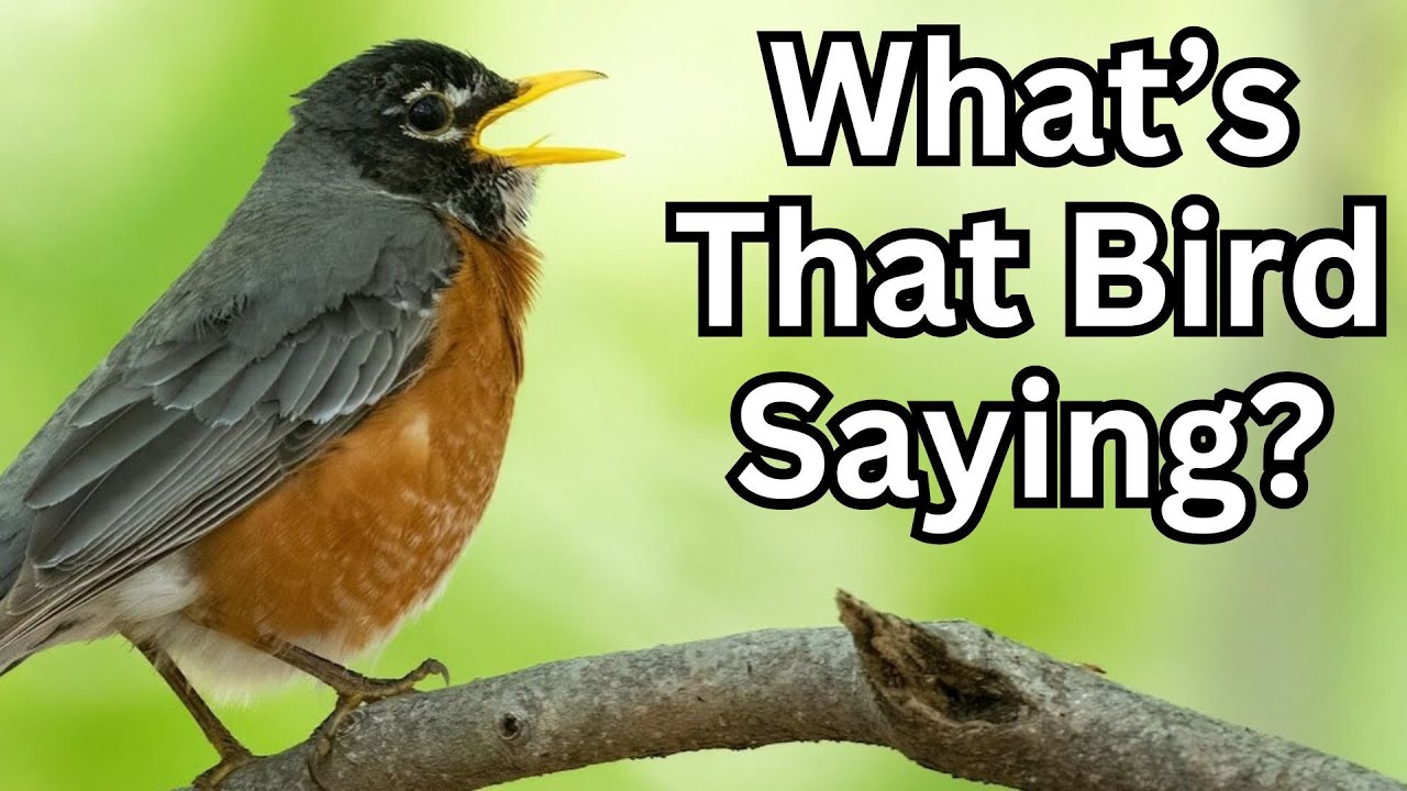 Bird Communication Secrets (Behavior Sequence Method)