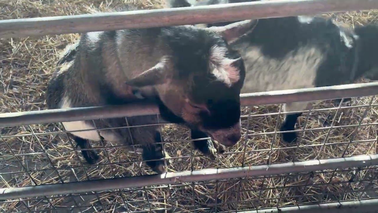 Goats at Hall Farm Park South Kelsey 31/01/2026