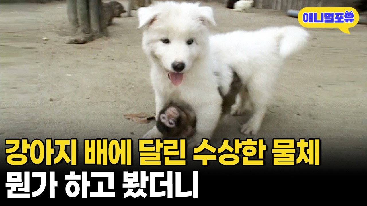 니가 왜 거기서 나와...? 강아지 배에 달려있는 원숭이?ㅣKBS 주주클럽 060924 방송