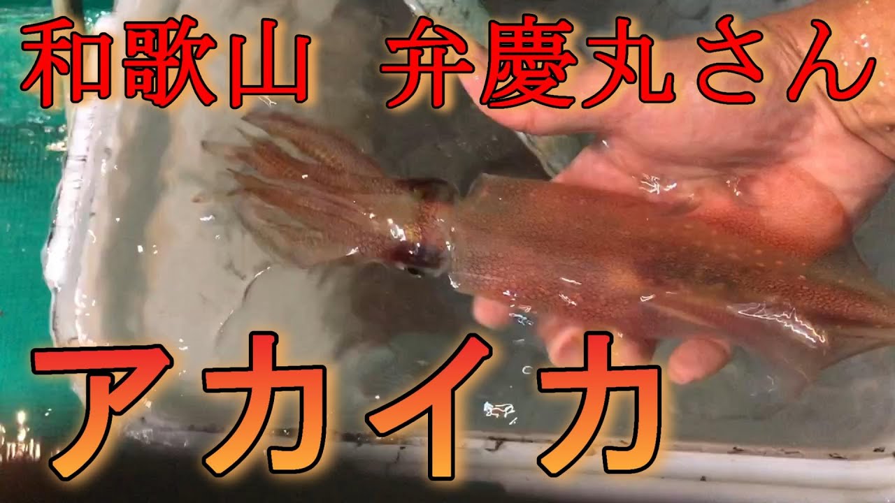 夏の夜の、和歌山椿温泉街沖あいでアカイカ夜釣り。