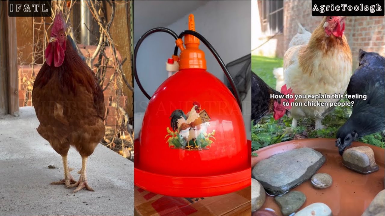 Poultry Farming Made Easier: How to Install an Automatic Chicken Drinker