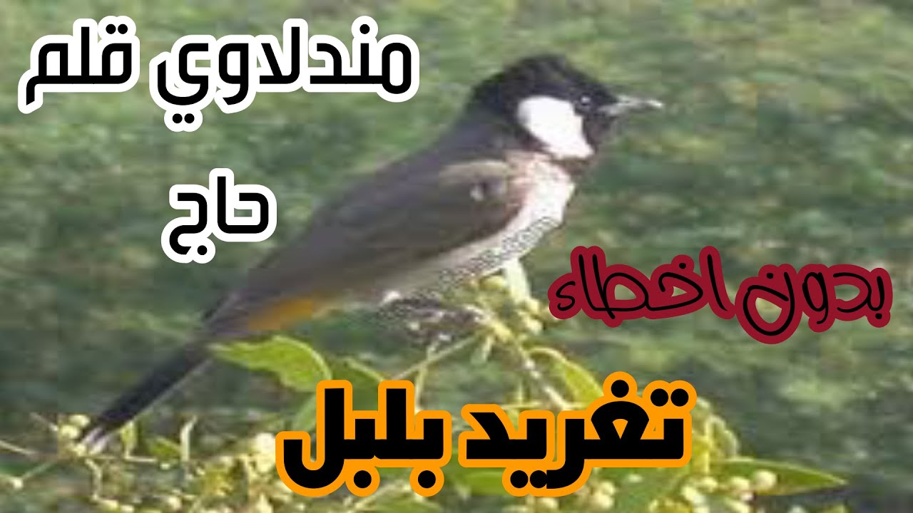تغريد بلبل طور مندلاوي قلم حاج بدون اخطاء لتخريج افراخ البلابل