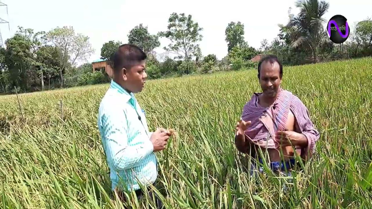 সুপার হাইব্রিড বোরোধান এসএলএইট এইচ(SL8H). হেক্টর প্রতি ফলন ১০ টণেরও বেশি। SL8H super Hybrid rice.