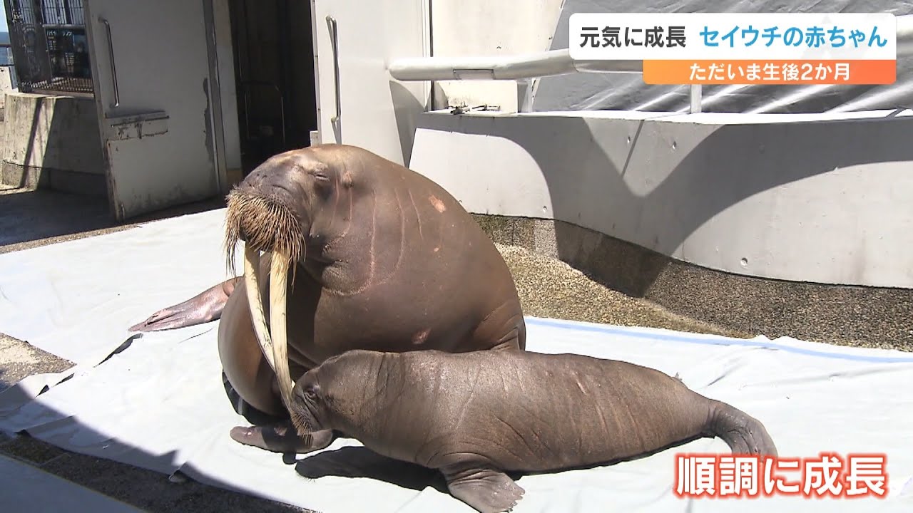 セイウチの赤ちゃん　生後2か月すくすく成長中…よちよち歩きにメロメロ　水族館うみたまご