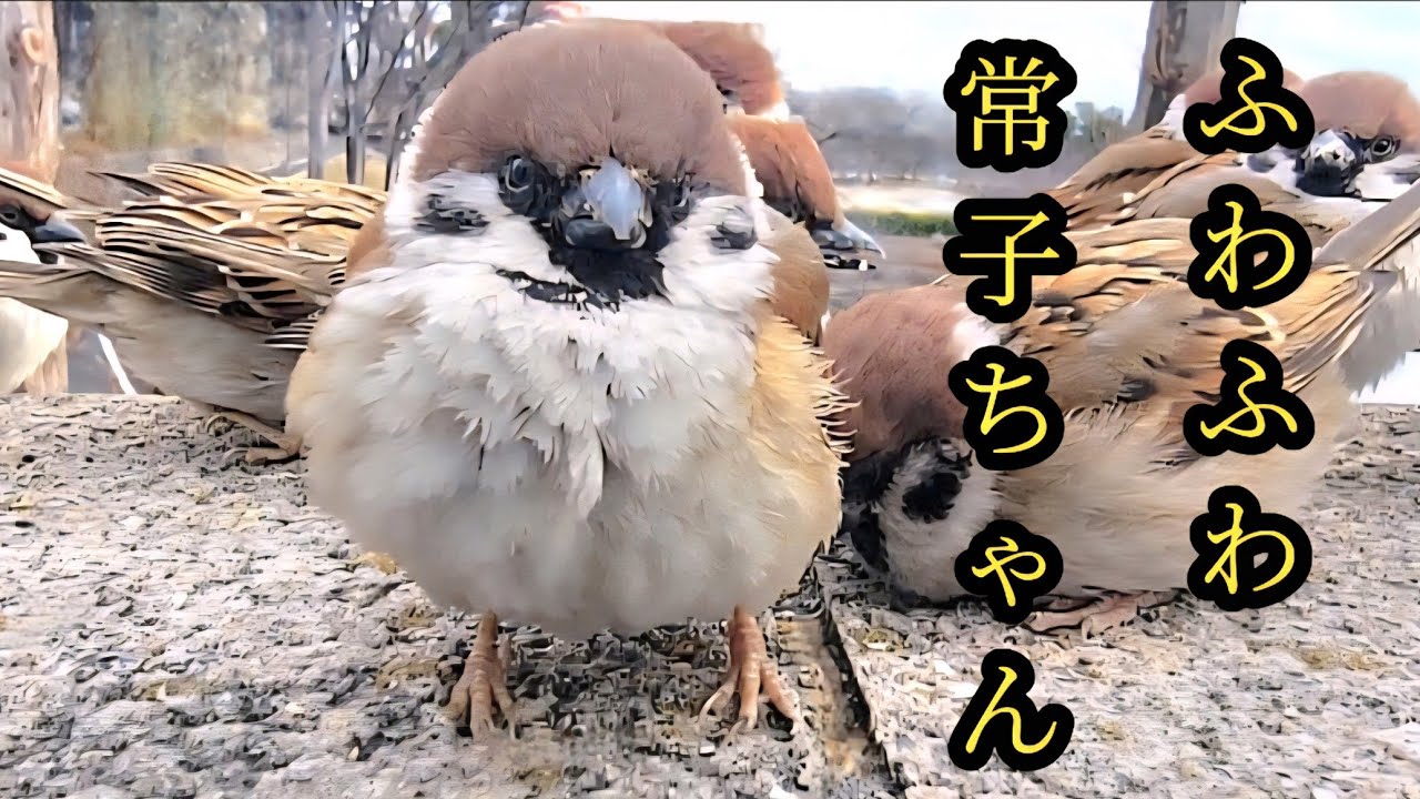 ふくら雀がいっぱい　【すずめ日記】