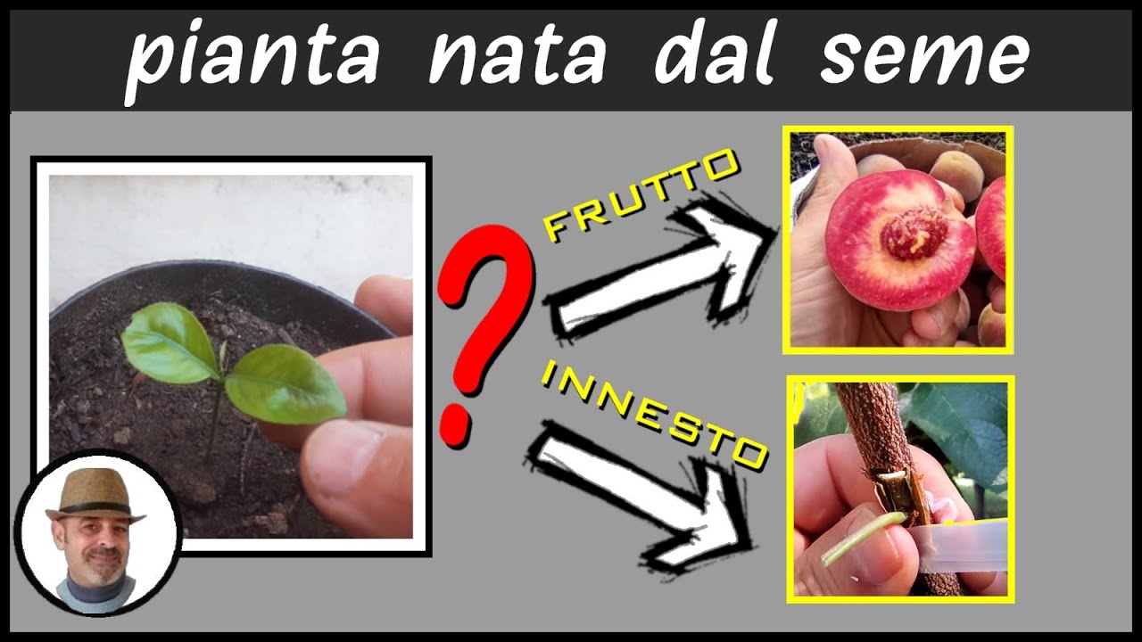 Quali piante da frutto, nate da seme, fruttificano senza innestarle?