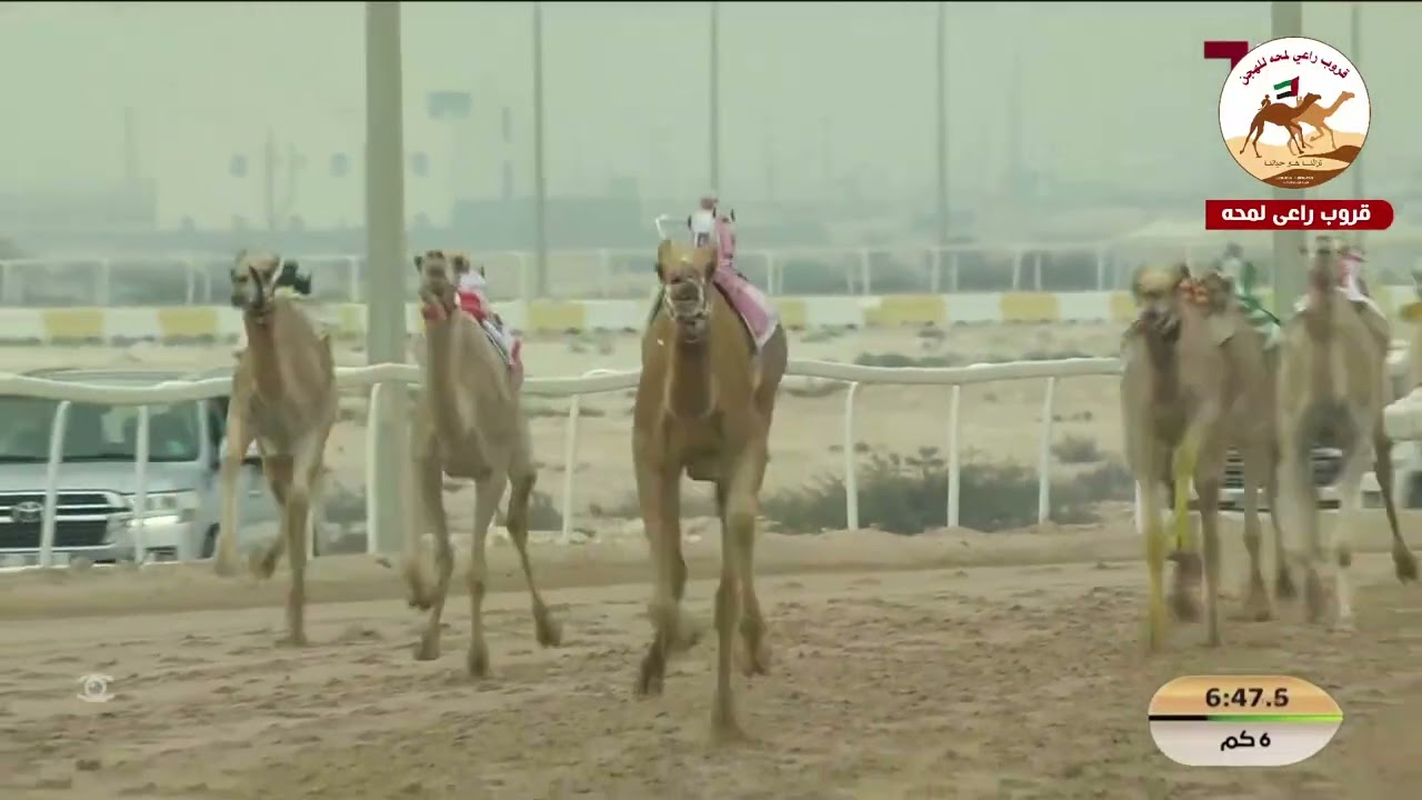 الشوط 4..  صياد لـ احمد سالم احمد دري الفلاحي 9:14:28 (*مهرجان الامير الوالد 2026* )