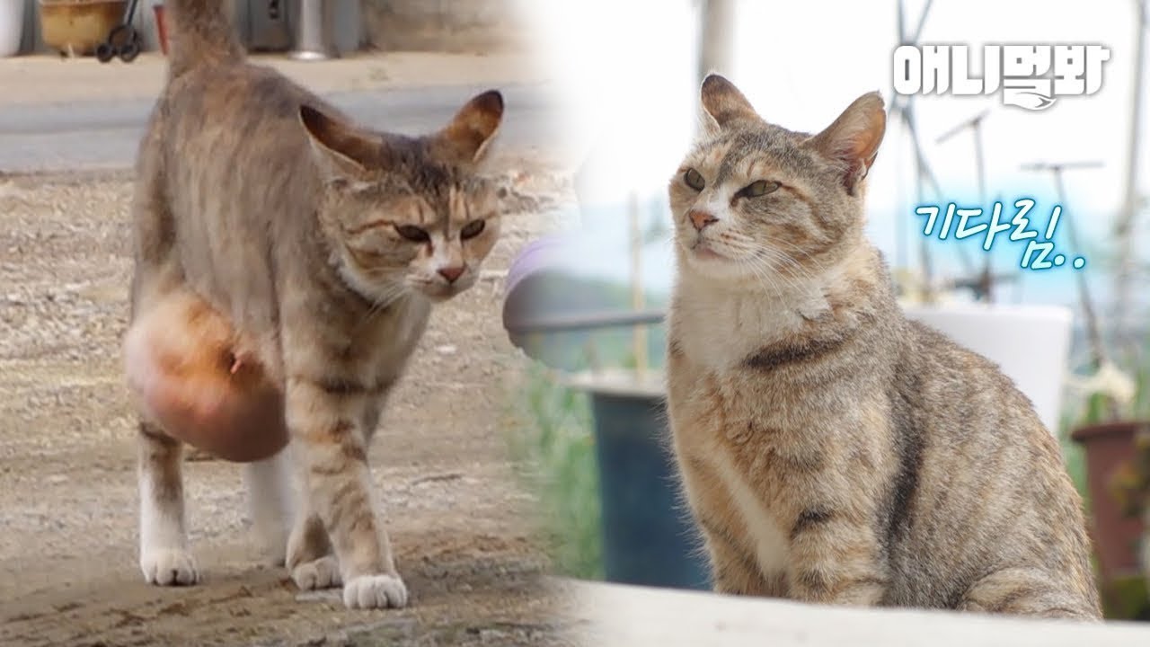 Кошка, которая появилась на пожилой паре с объятиями