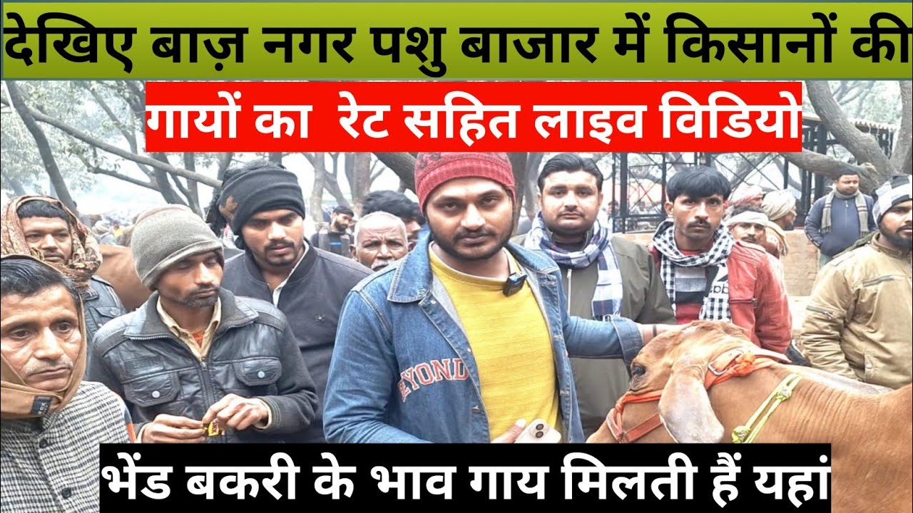 देखिए बाजनगर पशु बाजार लखनऊ से गयों का लाइव विडियो || बकरी भेडी के भाव गाय मिलती है यहां #cow