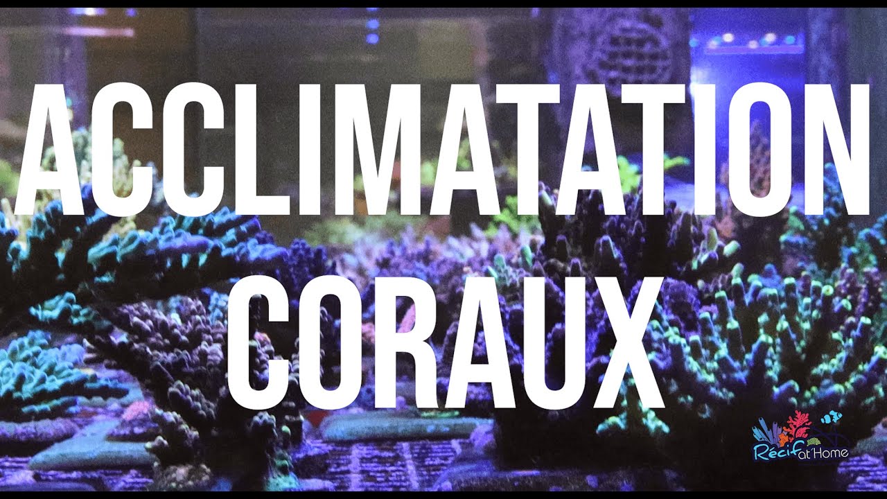 Acclimatation de nos coraux
