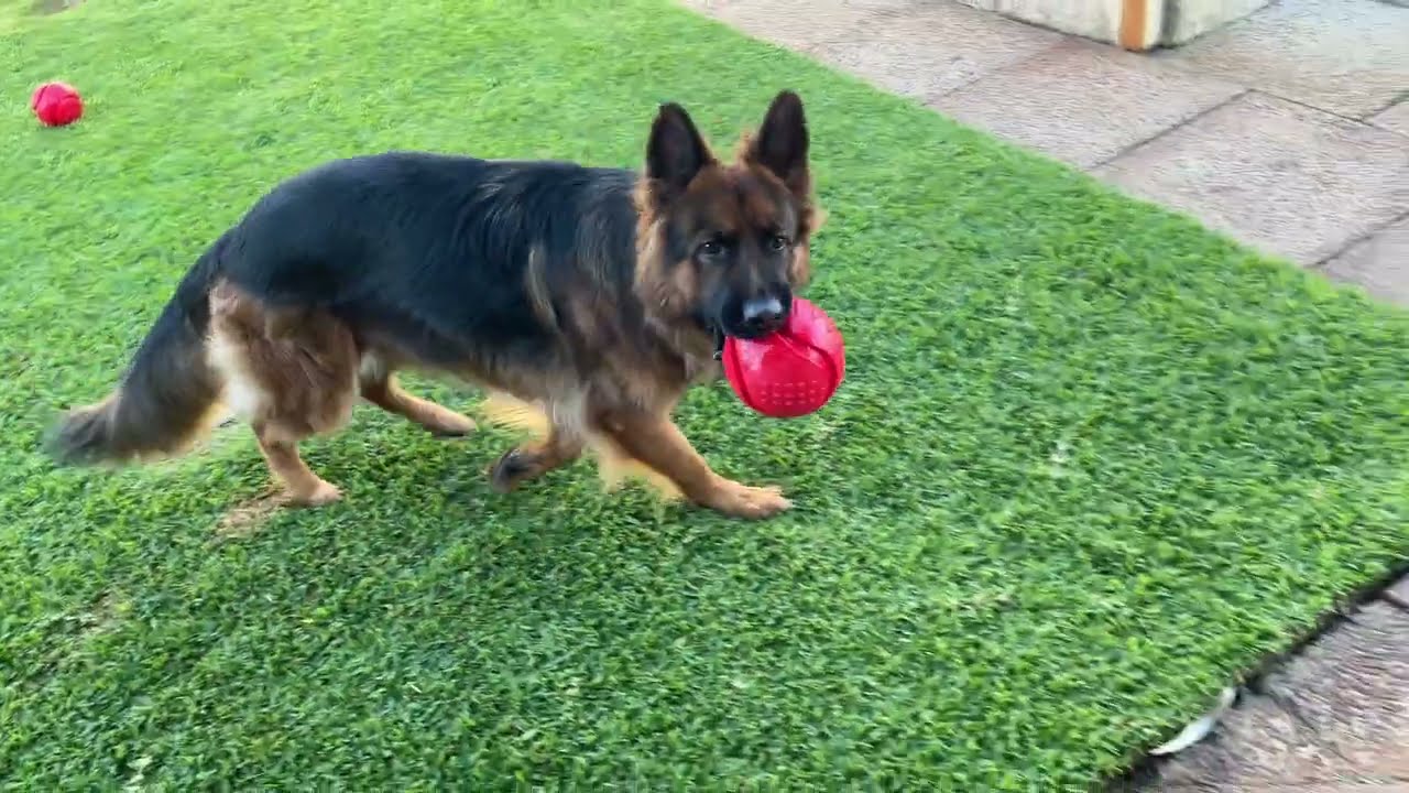 Squeaky squeaky 