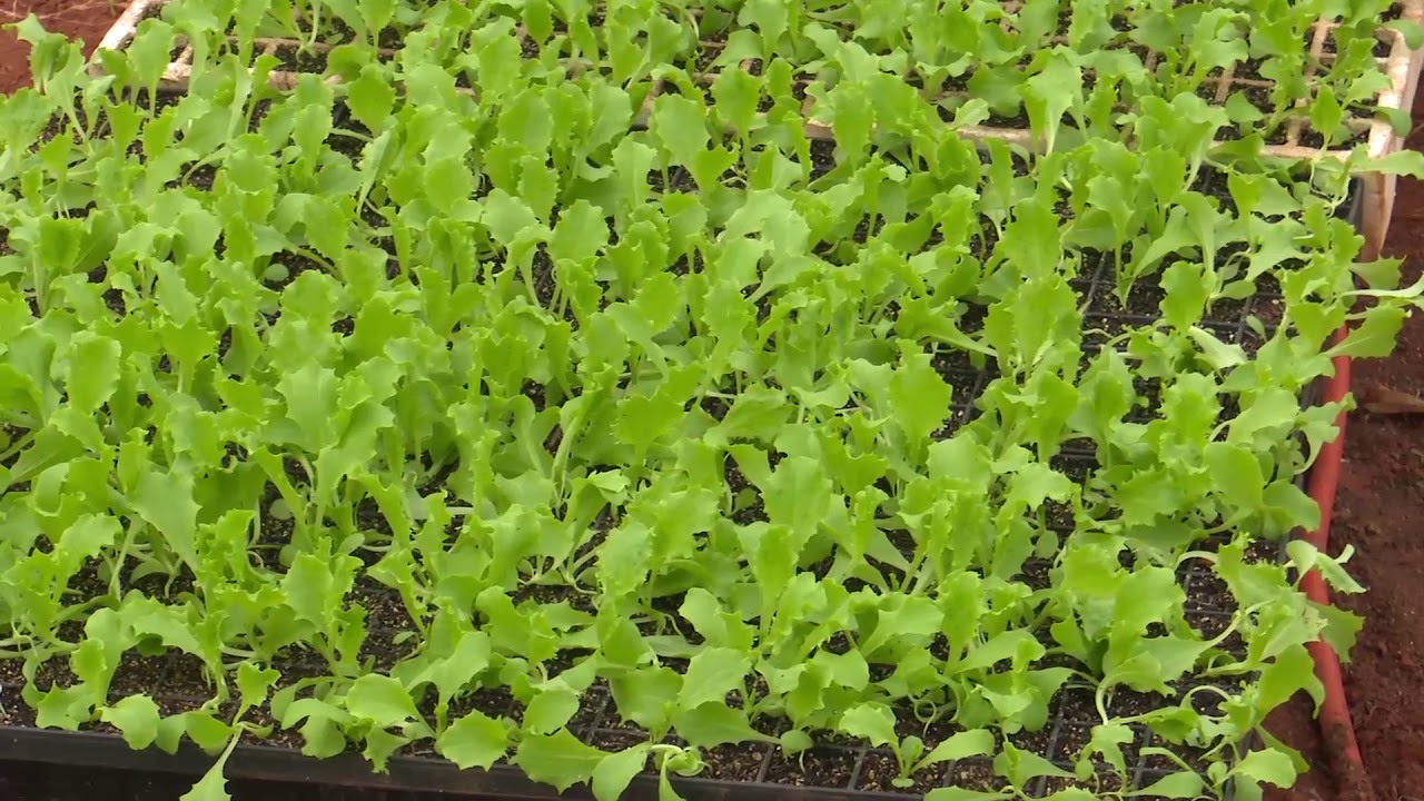 Situación de la horticultura en el Paraguay