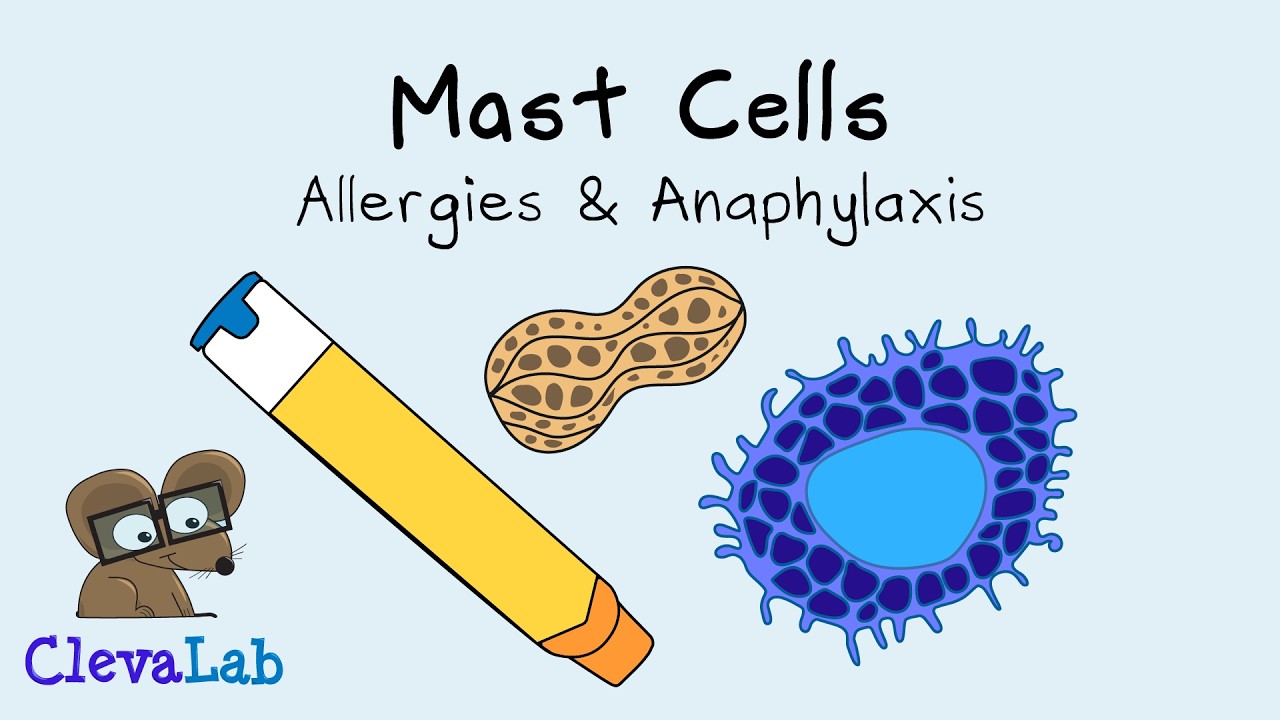 Mast Cells | Normal Role, Allergies, Anaphylaxis, MCAS & Mastocytosis.