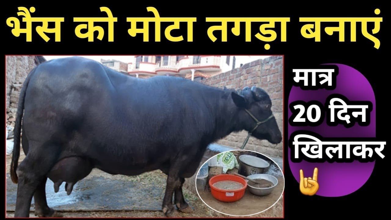 मात्र 20 दिन खिलाकर भैंस को मोटा तगड़ा बनाएं🤘Bhains ko Mota Tagda kaise kare