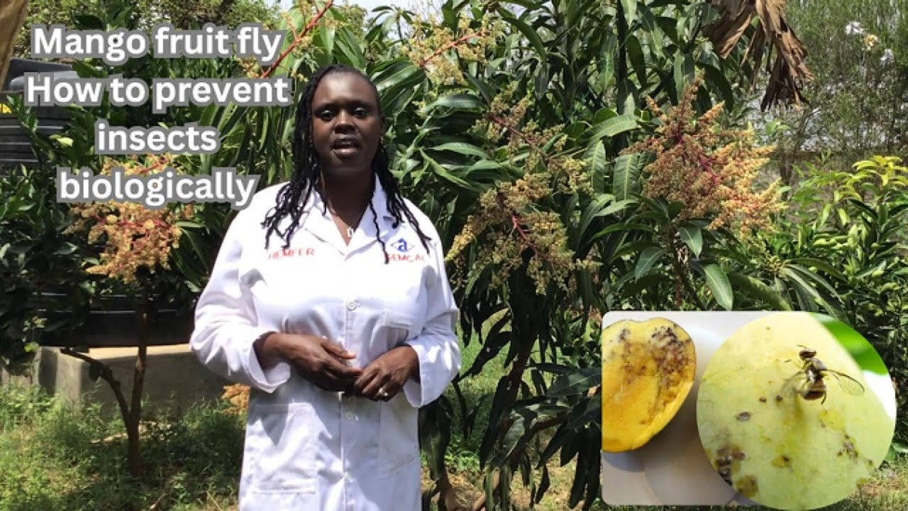 Biological Control of Mango Fruit Flies