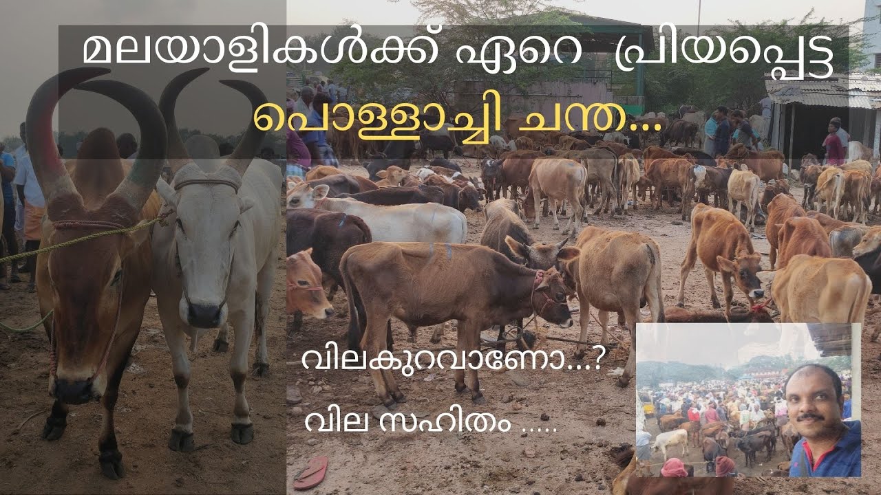 മലയാളികൾക്  ഏറെ പ്രിയപ്പെട്ട പൊള്ളാച്ചി ചന്ത...Pollachi chandha.....
