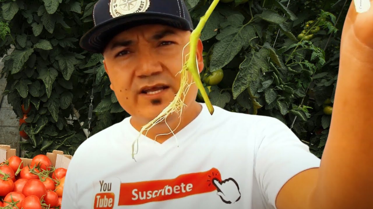 El método más efectivo para reproducir plantas de tomate en hidroponía