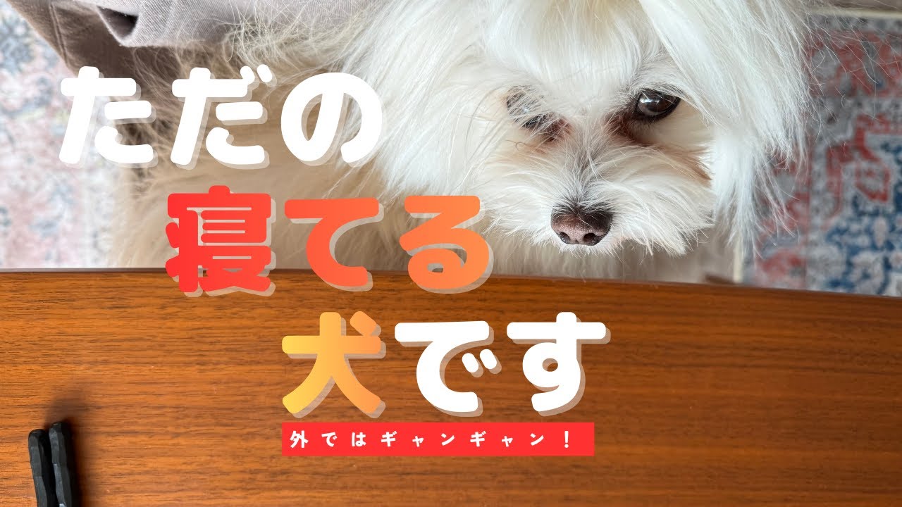 寝る子は育つ、、、寝る犬は？？ #shortsfeed #maltese #マルチーズ