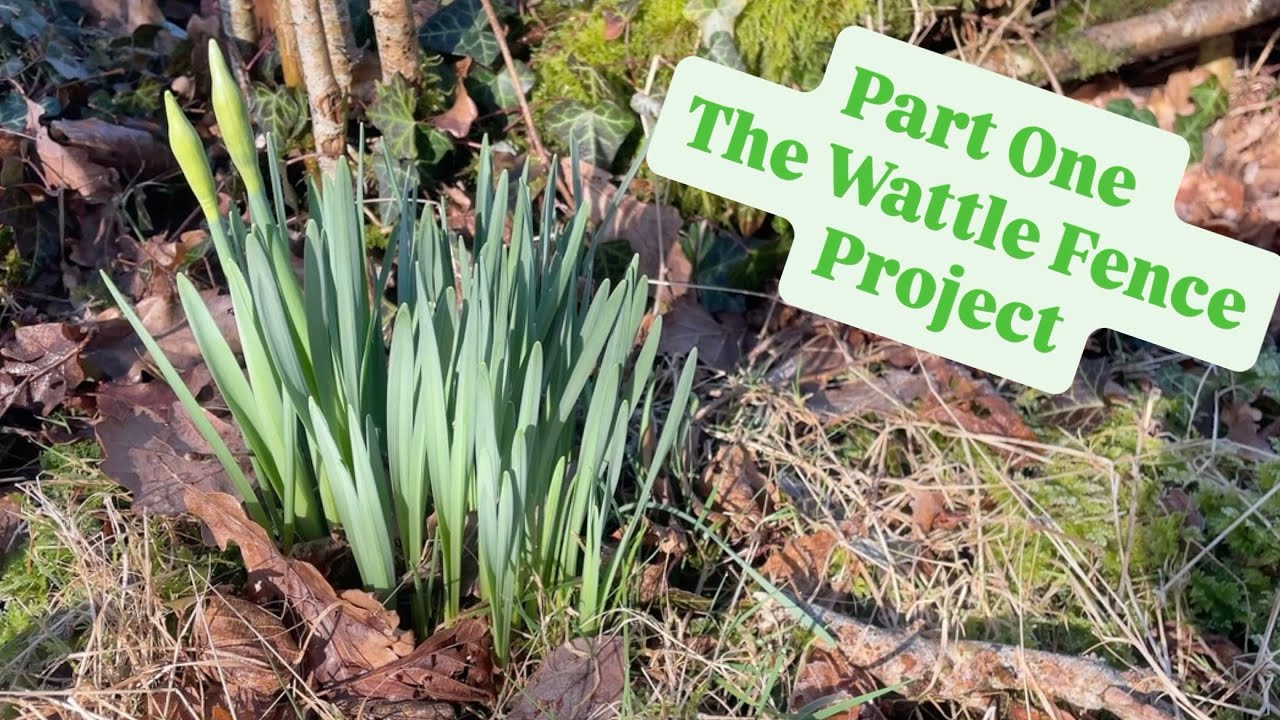 Starting our wattle fence
