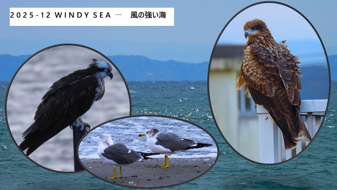 2025 - 12  Windy sea -   風の強い海