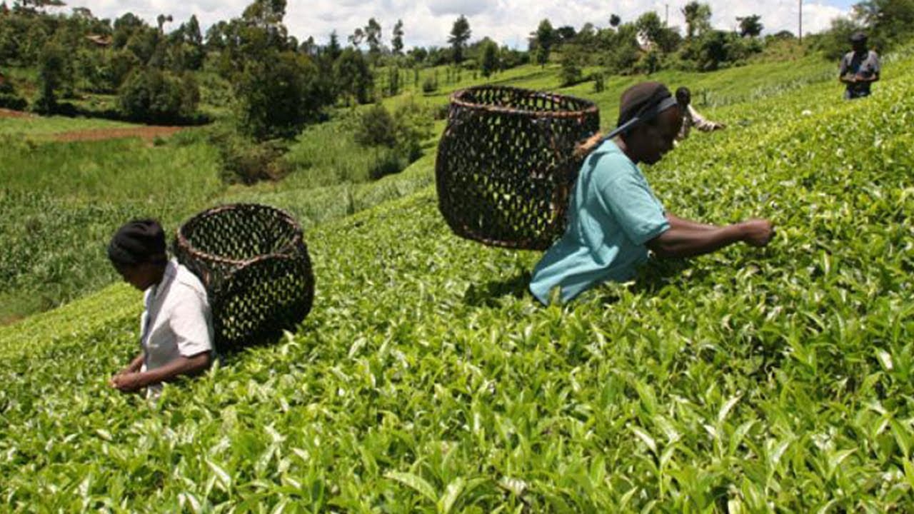 Wakulima wa zao la Chai waiomba serikali kuboresha miundombinu ya umwagiliaji Njombe.