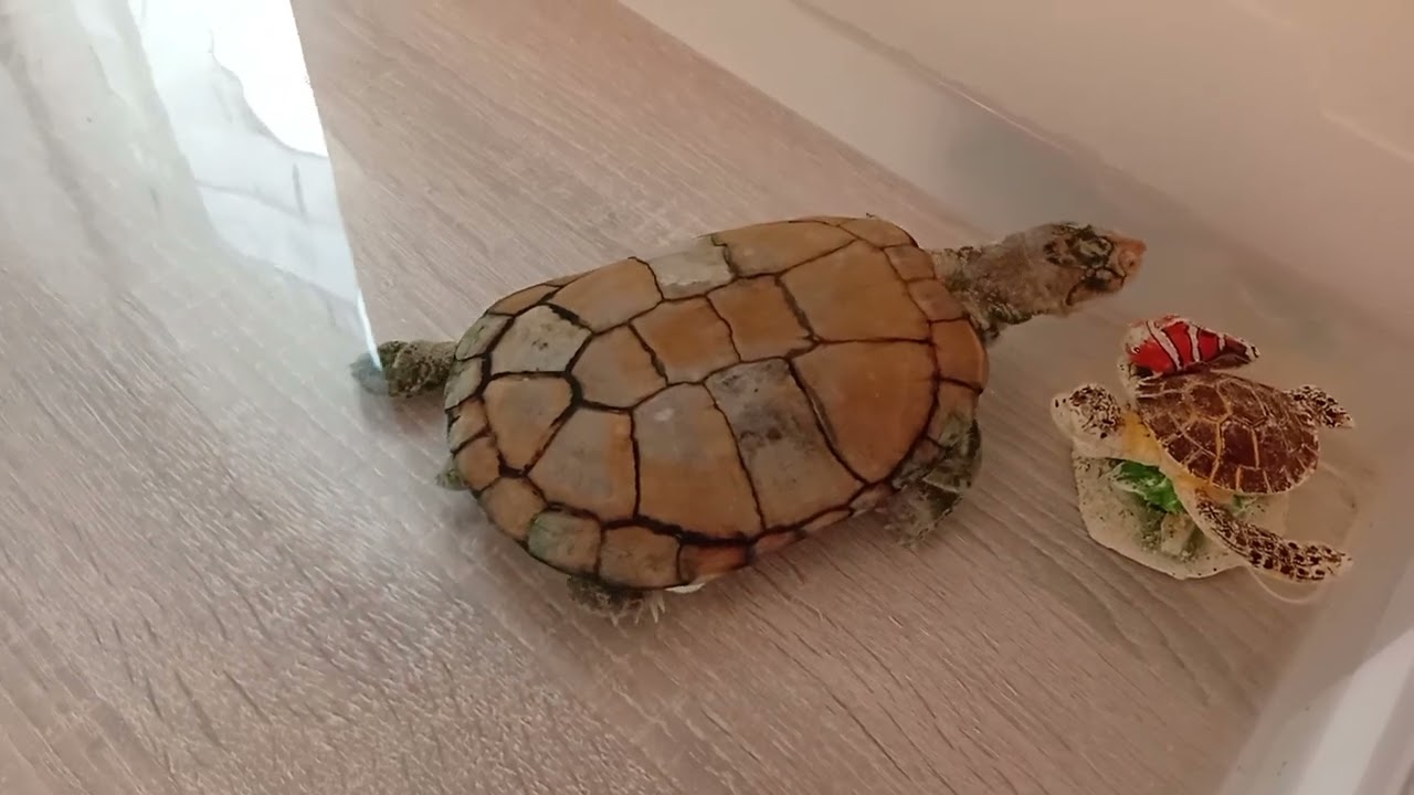 Pénélope en balade 🐢