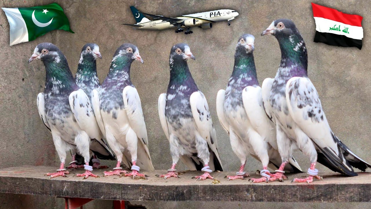 Pakistani Pigeons in IRAQ | Ch Sakhi Muhammad Bhatti Pigeons