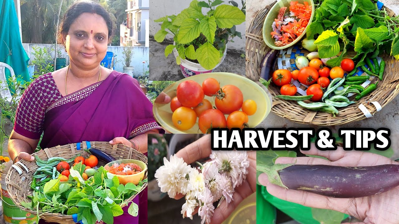 మిద్దె తోట లో ఈ రోజు కావలసిన కూరగాయలు కోద్దాం | vegetable harvest | harvest video