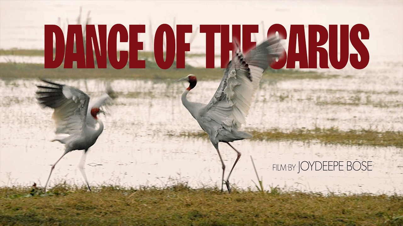 WILDLIFE DOCUMENTARY TRAILER OUT NOW - DANCE OF THE SARUS
