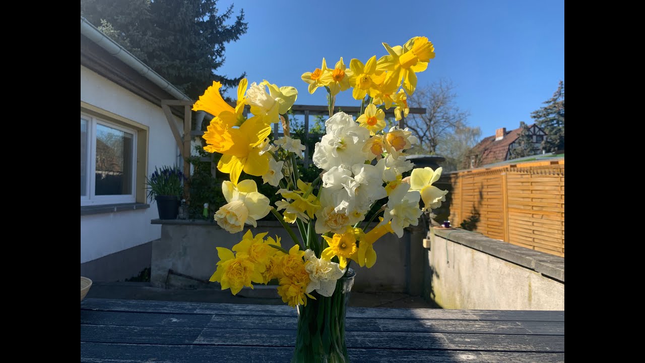 Daffodils in bloom (2nd Narcissus tour 2020)
